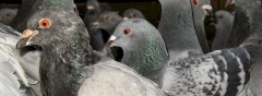 how to kill pigeons