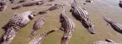 how to kill an alligator
