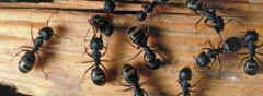 how to kill carpenter ants