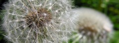 How to Kill Dandelions