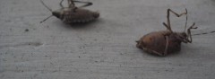 how to kill stink bugs