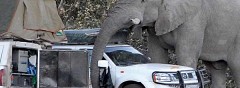 how to kill an elephant