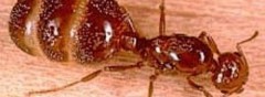 how to kill fire ants