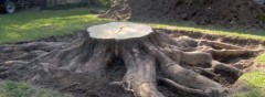 How to Kill a Tree Stump